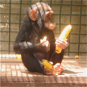 NeedaBanana's Avatar