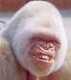 PieM4ster's Avatar